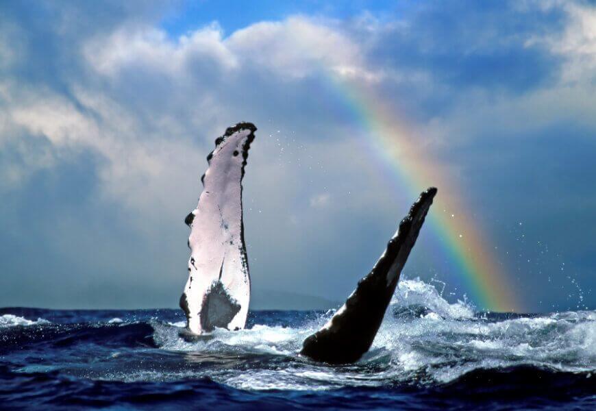 Whale watching opportunities in Kauai