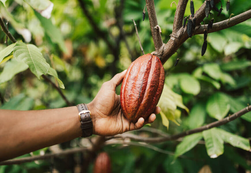 Princeville Botanical Gardens and chocolae tour