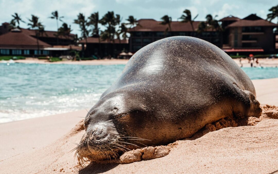 Protecting Kauai’s endangered monk seals