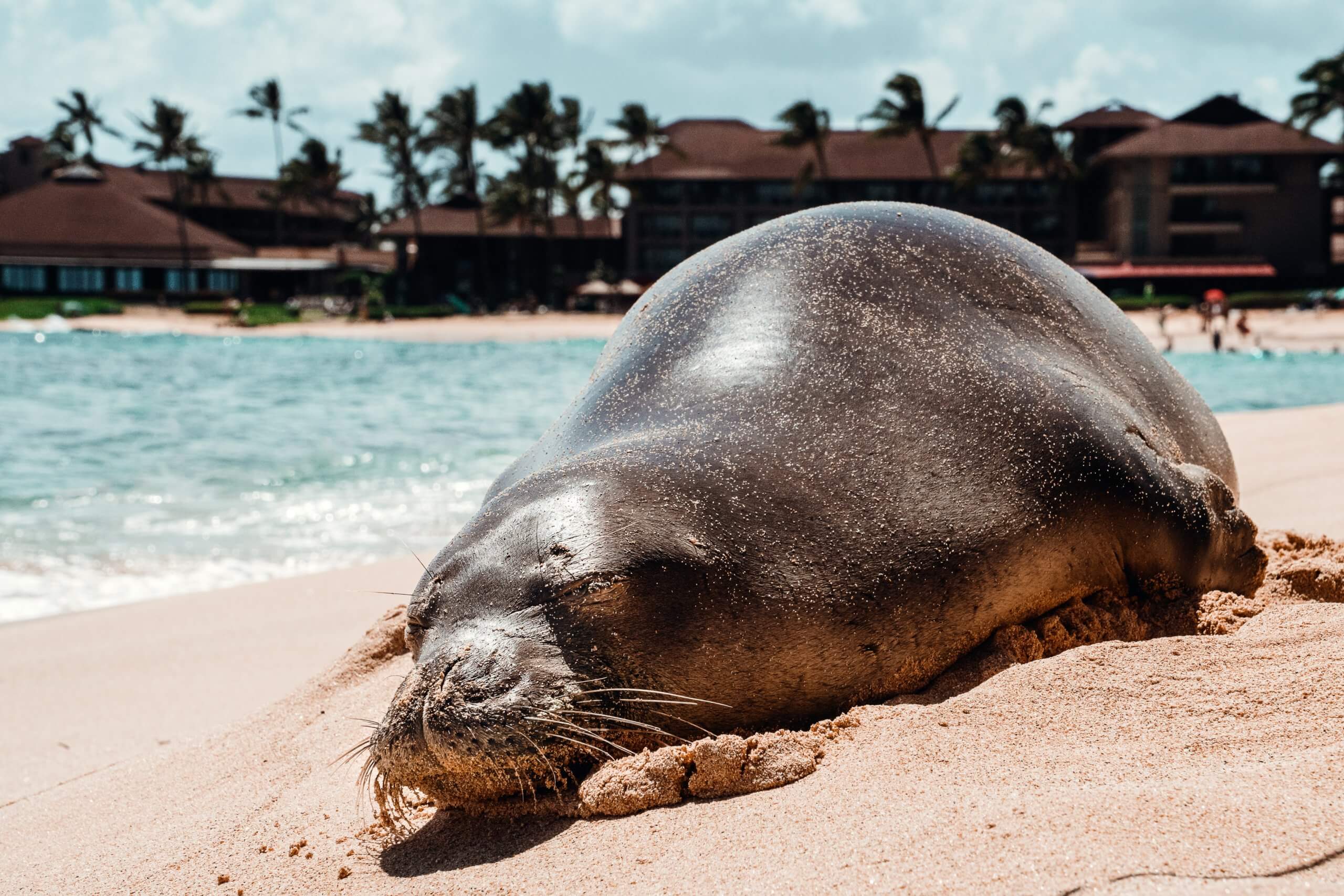 Hawaiian monk seals