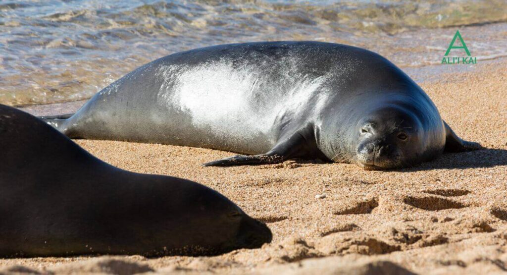 Hawaiian vacation Amazing wildlife, Kauai