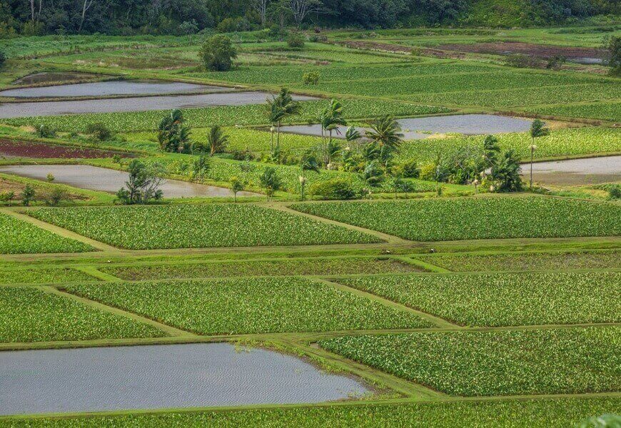 Taro fields