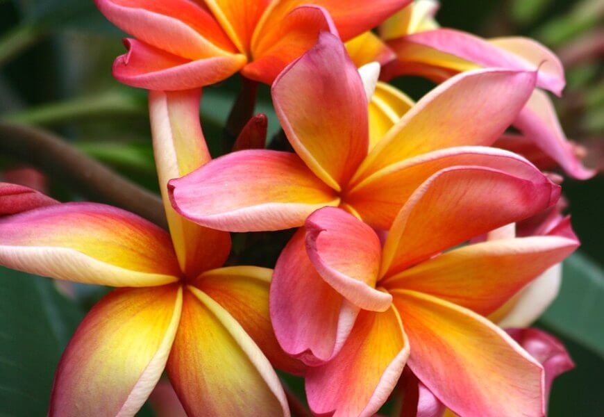 Plumeria