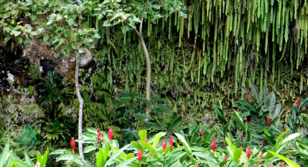 Fern Grotto