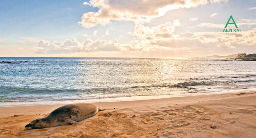 Monk seal at Poipu beach on the South Shore of Kauai