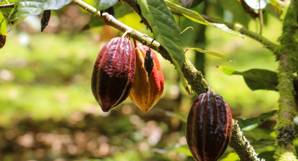 Princeville Botanical Gardnes