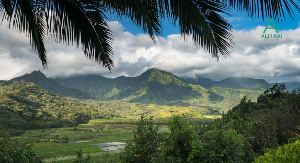 Hanalei Lookout
