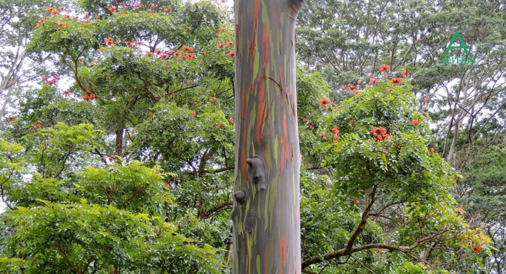 Painted eucalyptus trees