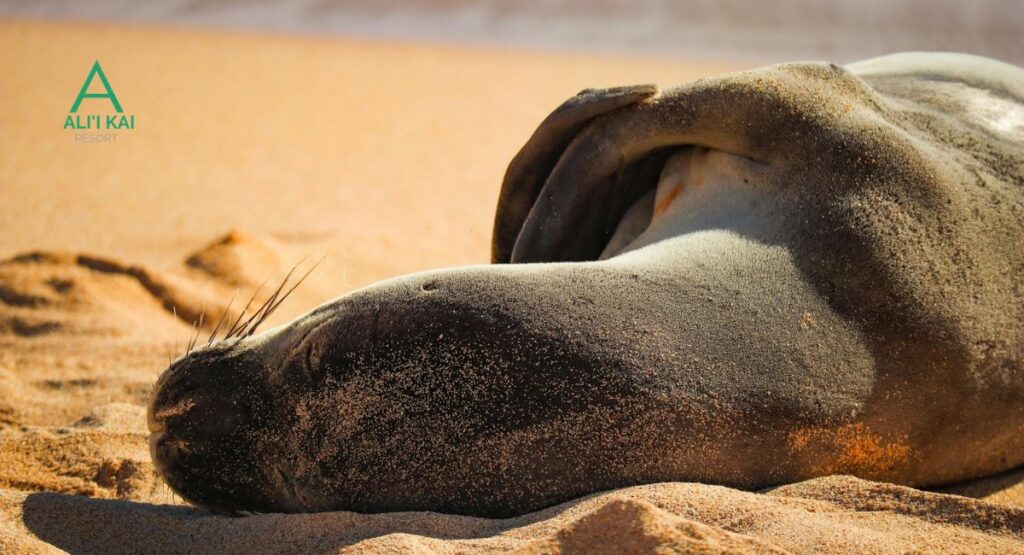Resting Monk Seal on Poipu Beach