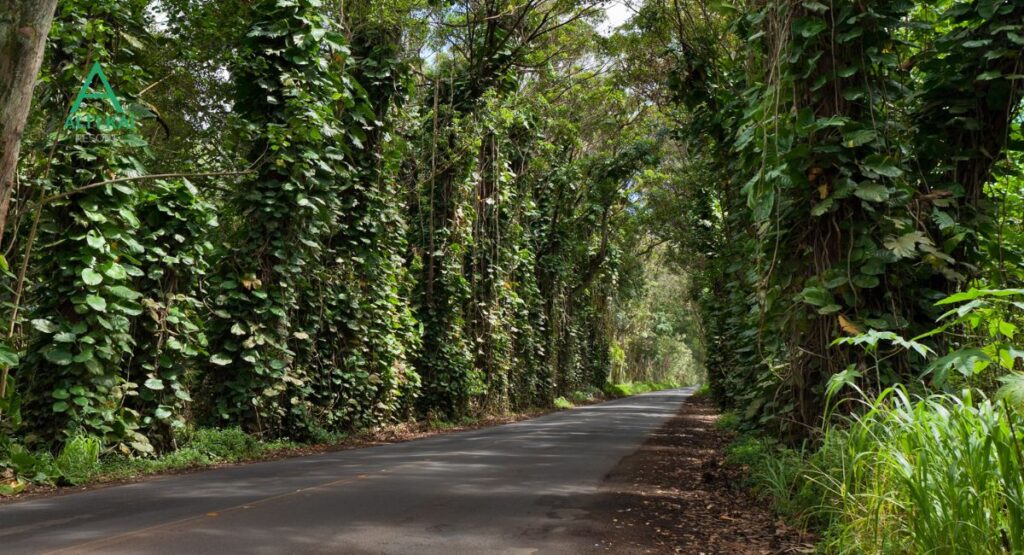 Renting a car in Kauai