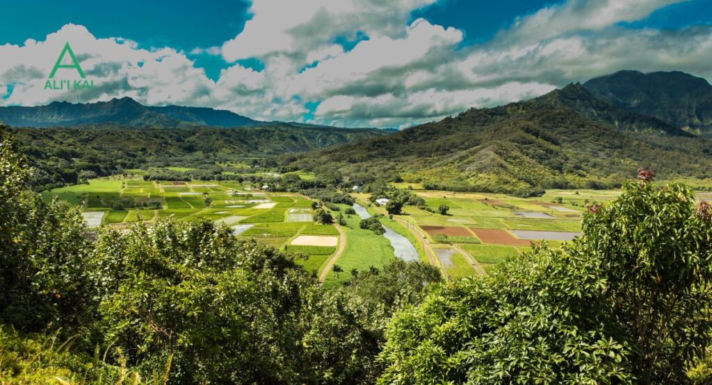 hanalei bat lookout